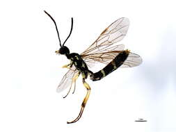 Image of Wheat Stem Sawfly