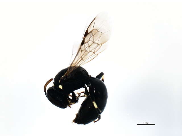 Image of Hylaeus affinismodestus