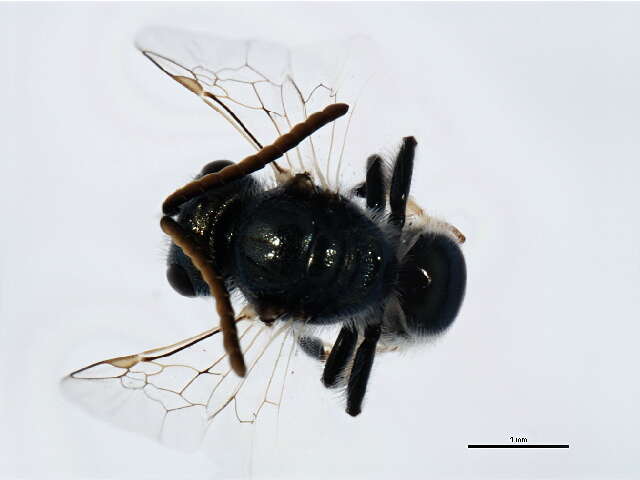 Image of <i>Lasioglossum prasinogaster</i>