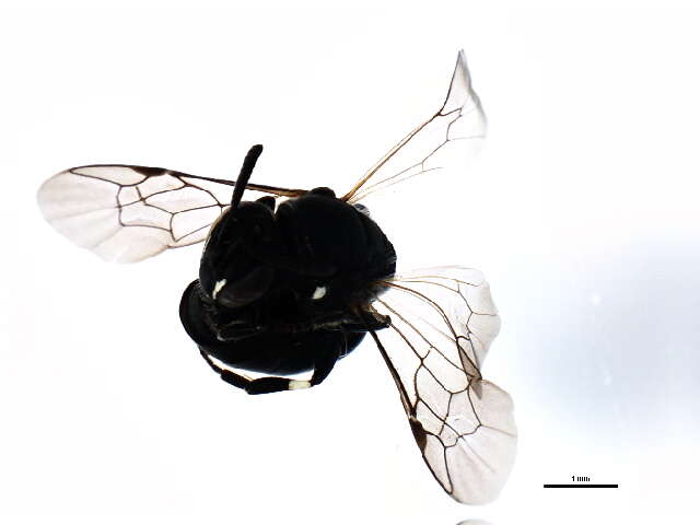 Imagem de Hylaeus annulatus (Linnaeus 1758)