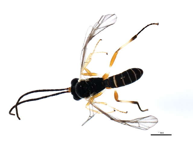 Image of Polyblastus melanostigmus Holmgren 1857