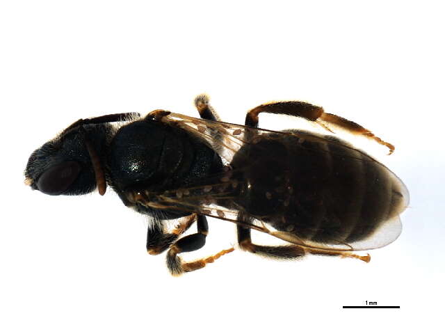 Image of Halictus confusus Smith 1853