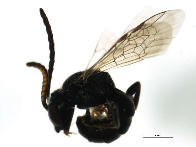 Image of <i>Lasioglossum planatum</i>