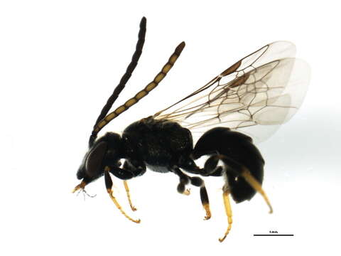 <i>Lasioglossum planatum</i> resmi