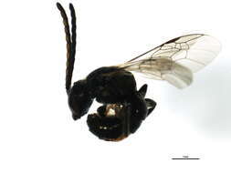 Image of <i>Lasioglossum planatum</i>