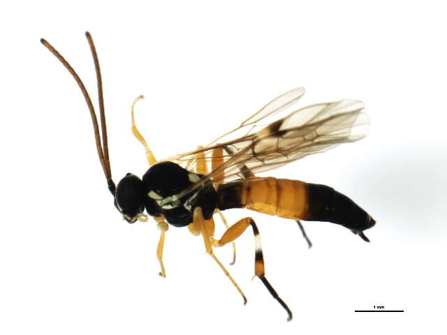 Image of Parasitoid wasp