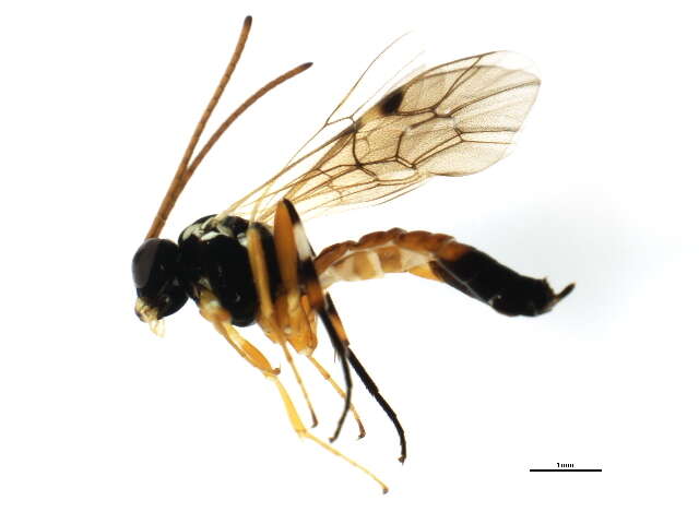 Image of Parasitoid wasp