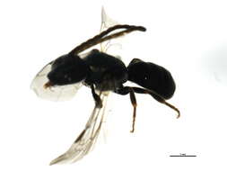 Image of Lasioglossum sagax (Sandhouse 1924)