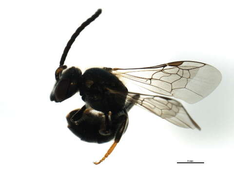 Image of <i>Lasioglossum planatum</i>