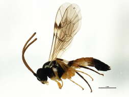 Image of Parasitoid wasp