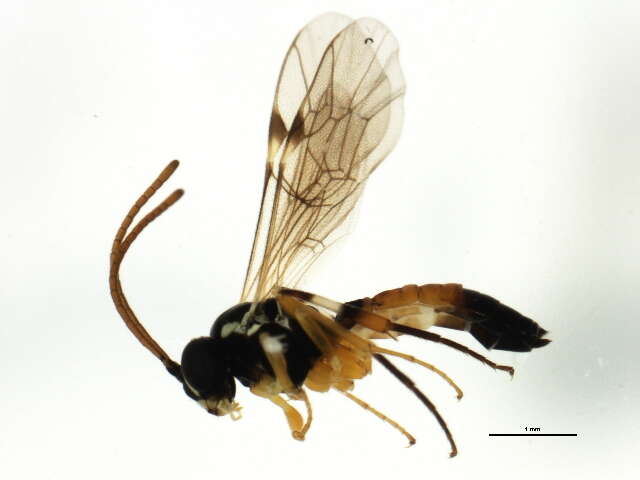 Image of Parasitoid wasp