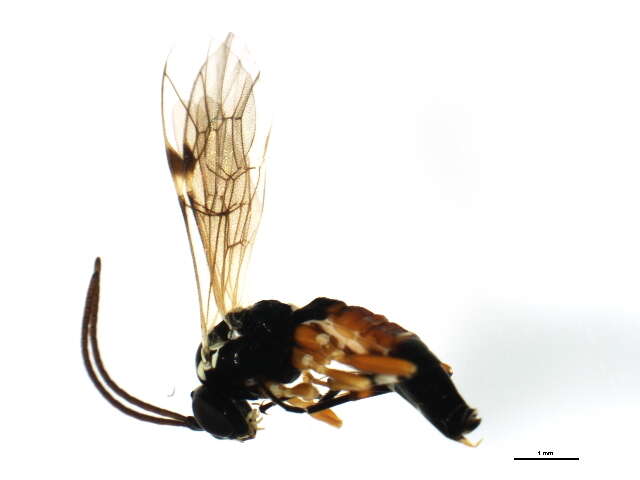 Image of Parasitoid wasp