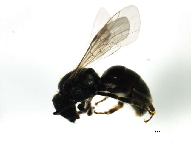 <i>Lasioglossum planatum</i> resmi