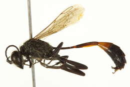 Image of Ammophila kennedyi (Murray 1938)