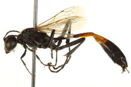 Image of Ammophila kennedyi (Murray 1938)