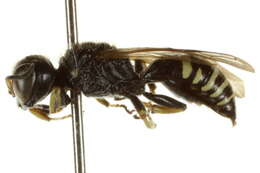 Imagem de Ectemnius trifasciatus (Say 1824)