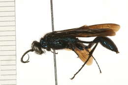 Image of Blue Mud Wasp