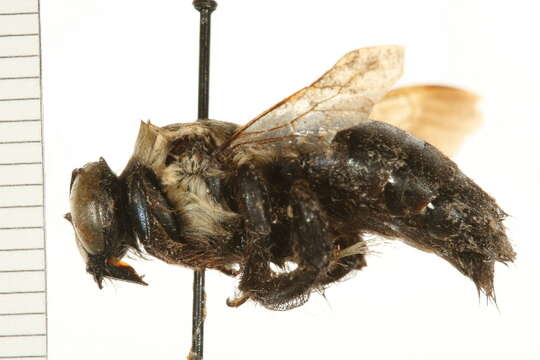 Plancia ëd Xylocopa virginica (Linnaeus 1771)