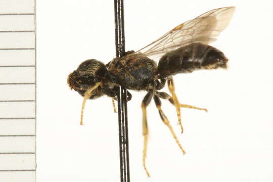 Image of Orange-legged furrow bee