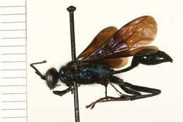 Image of Blue Mud Wasp