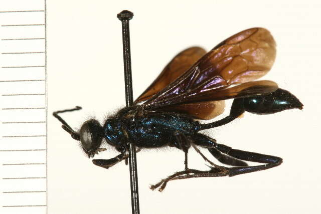 Image of Blue Mud Wasp