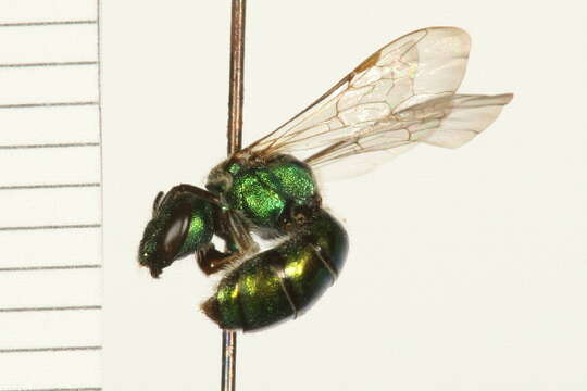 Image of Pure Green Augochlora