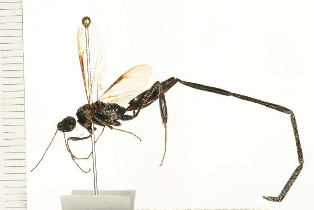 Image of Pelecinid Wasp