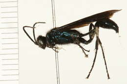 Image of Blue Mud Wasp