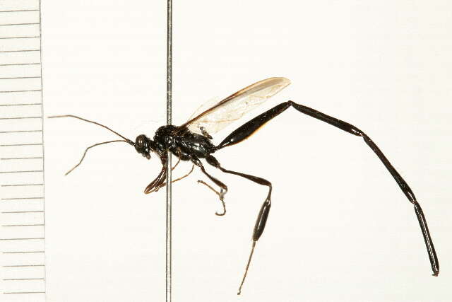 Image of Pelecinid Wasp