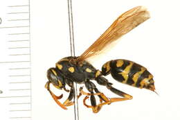 Image of European Paper Wasp