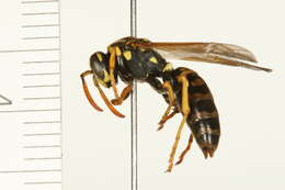 Image of European Paper Wasp