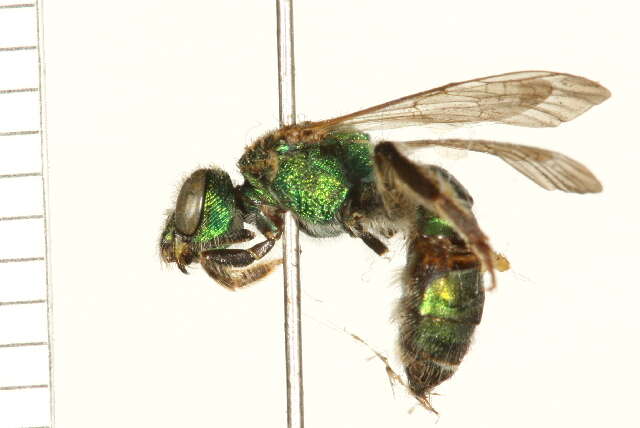 Image of Silky Agapostemon