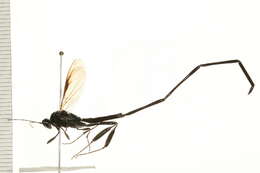 Image of Pelecinid Wasp