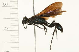 Image of Blue Mud Wasp