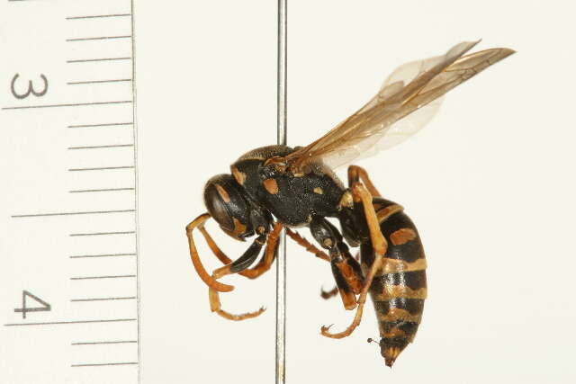 Image of European Paper Wasp