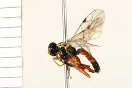 Image of Parasitoid wasp