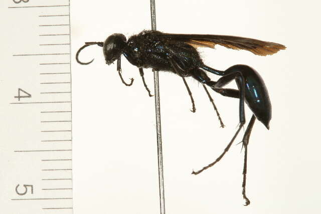 Image of Blue Mud Wasp