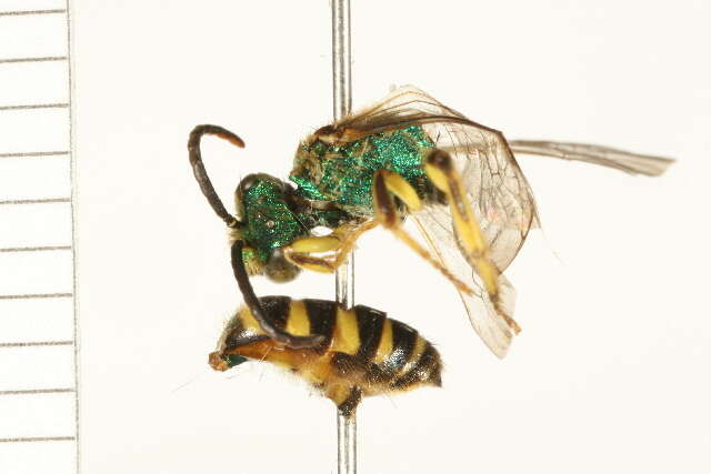 Image of Metallic Green Bees