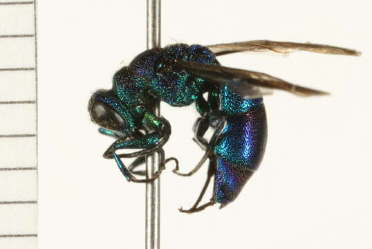 صورة <i>Chrysis cembricola</i>