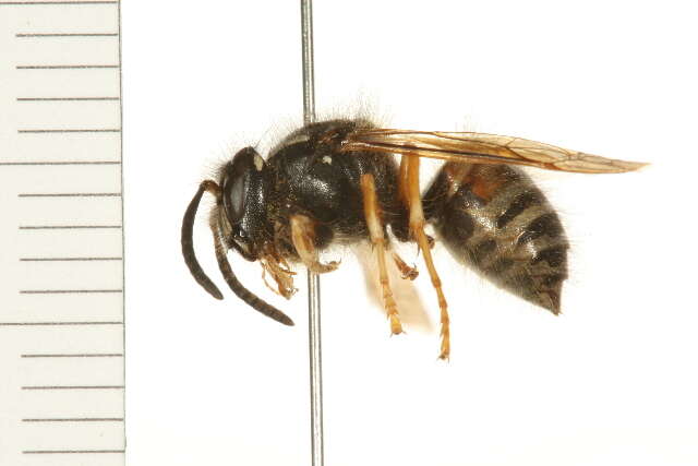 Image of Norwegian Wasp