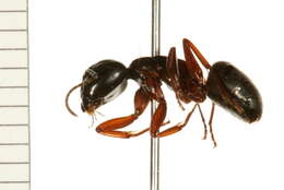 Plancia ëd Camponotus