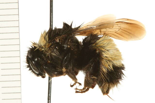 Image of Yellow-banded Bumblebee