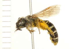 Image of Halictus ligatus Say 1837