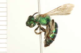 Image of Wide-legged Sweat Bee