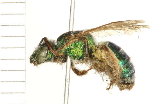 Agapostemon texanus Cresson 1872的圖片