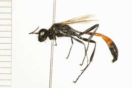 Image of Ammophila kennedyi (Murray 1938)