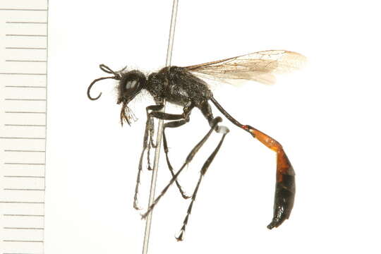 Image of Ammophila W. Kirby 1798