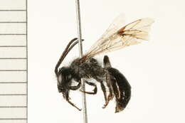 Andrena mandibularis Robertson 1892的圖片