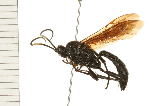 Image of Ichneumon macilentus (Tischbein 1881)