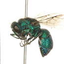 Image of Ceratochrysis